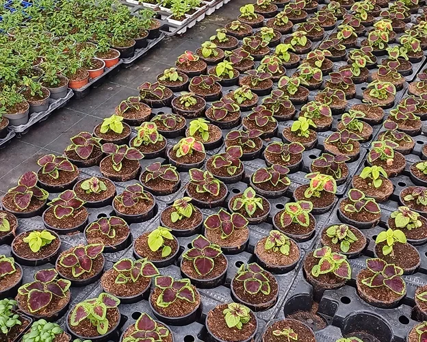 Maraîcher, Étal de marché regorgeant de légumes frais: concombres, tomates, carottes, poivrons, oignons à Bauzy près de Blois dans le Loir-et-Cher 41