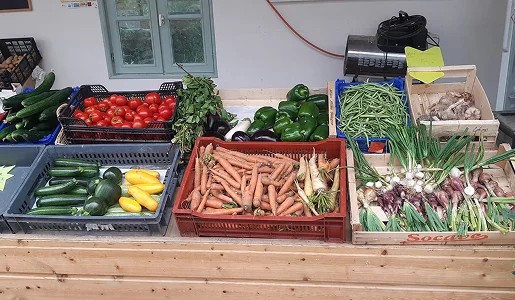 horticulteur, Plants de coléus et de jeunes plants verts dans une serre à Bauzy près de Blois dans le Loir-et-Cher 41