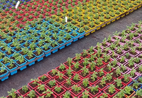 horticulture, Jeunes pousses vertes dans des pots carrés colorés alignés dans une serre à Bauzy près de Blois dans le Loir-et-Cher 41
