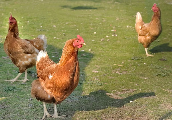 elevage de volailles, Trois poules rousses en liberté sur l'herbe verte à Bauzy près de Blois dans le Loir-et-Cher 41