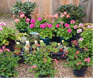 Pépinière extérieure avec de nombreux géraniums roses en pots et d'autres plantes à Bauzy près de Blois dans le Loir-et-Cher 41