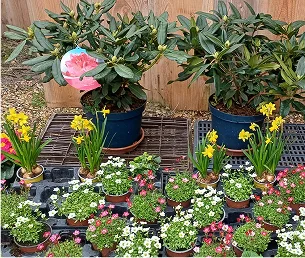 Pépinière de plantes avec des rhododendrons, jonquilles et petites fleurs roses et blanches à Bauzy près de Blois dans le Loir-et-Cher 41