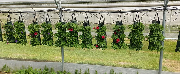 Plantes fleuries vertes poussant dans des sacs suspendus à l'intérieur d'une serre à Bauzy près de Blois dans le Loir-et-Cher 41