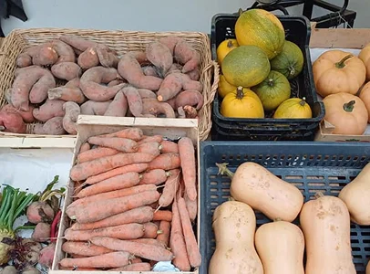 Variété de légumes frais au marché : patates douces, carottes, courges à Bauzy près de Blois dans le Loir-et-Cher 41