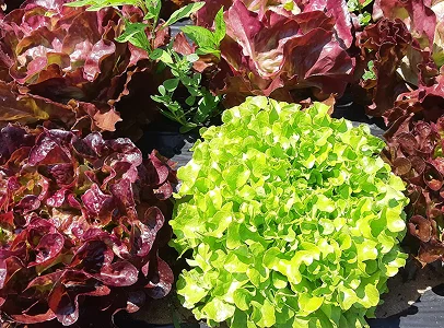 Laitues rouges et vertes poussant dans un champ à Bauzy près de Blois dans le Loir-et-Cher 41