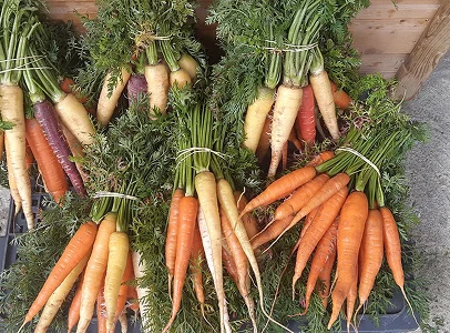 Variété de carottes fraîches aux couleurs et feuillages divers, regroupées en bottes à Bauzy près de Blois dans le Loir-et-Cher 41