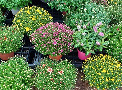 Un étal de pots de chrysanthèmes roses et jaunes vibrants dans une pépinière à Bauzy près de Blois dans le Loir-et-Cher 41