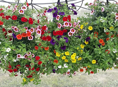 Paniers suspendus débordant de petites fleurs colorées variées, vertes luxuriantes à Bauzy près de Blois dans le Loir-et-Cher 41