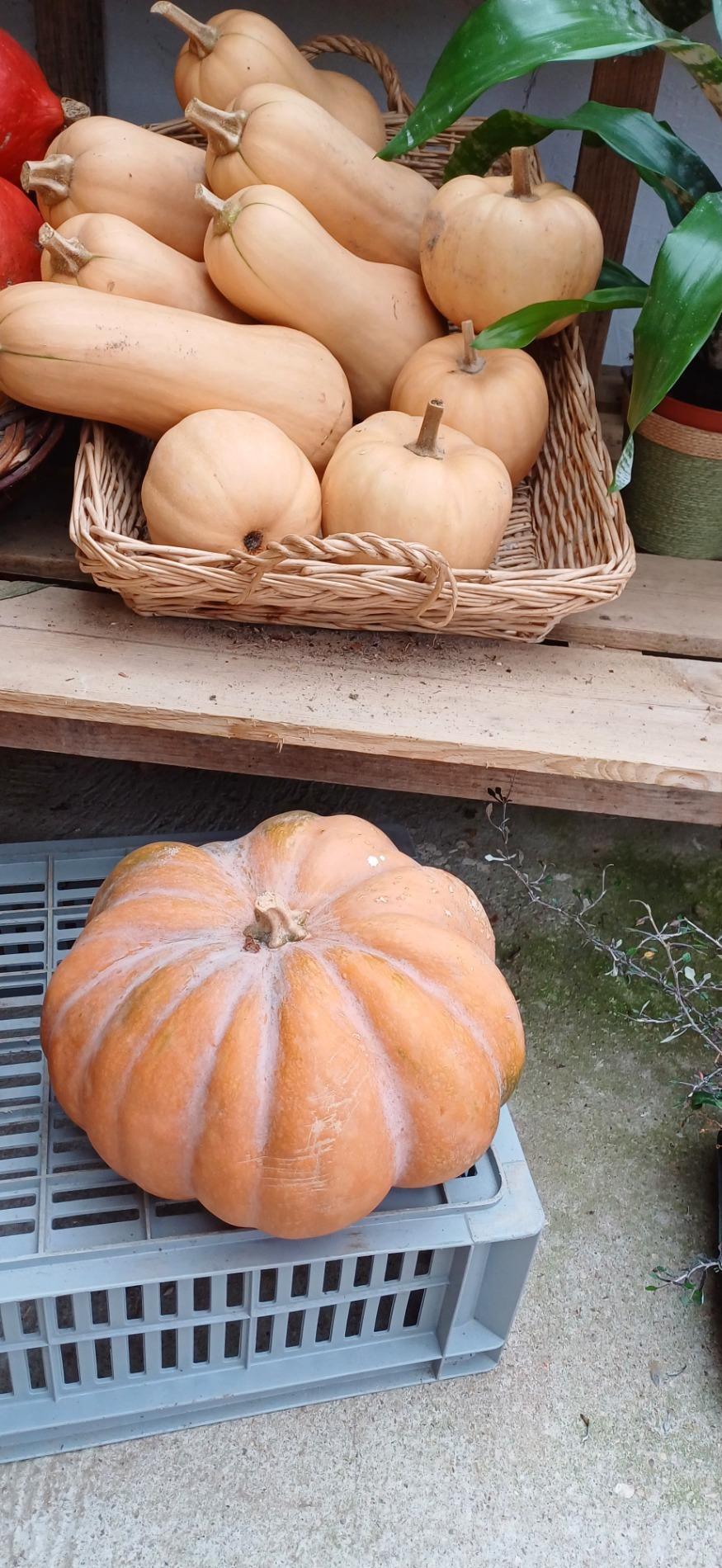 Citrouille et l&eacute;gumes frais