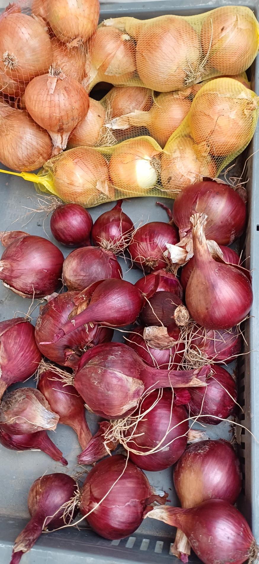 Citrouille et l&eacute;gumes frais