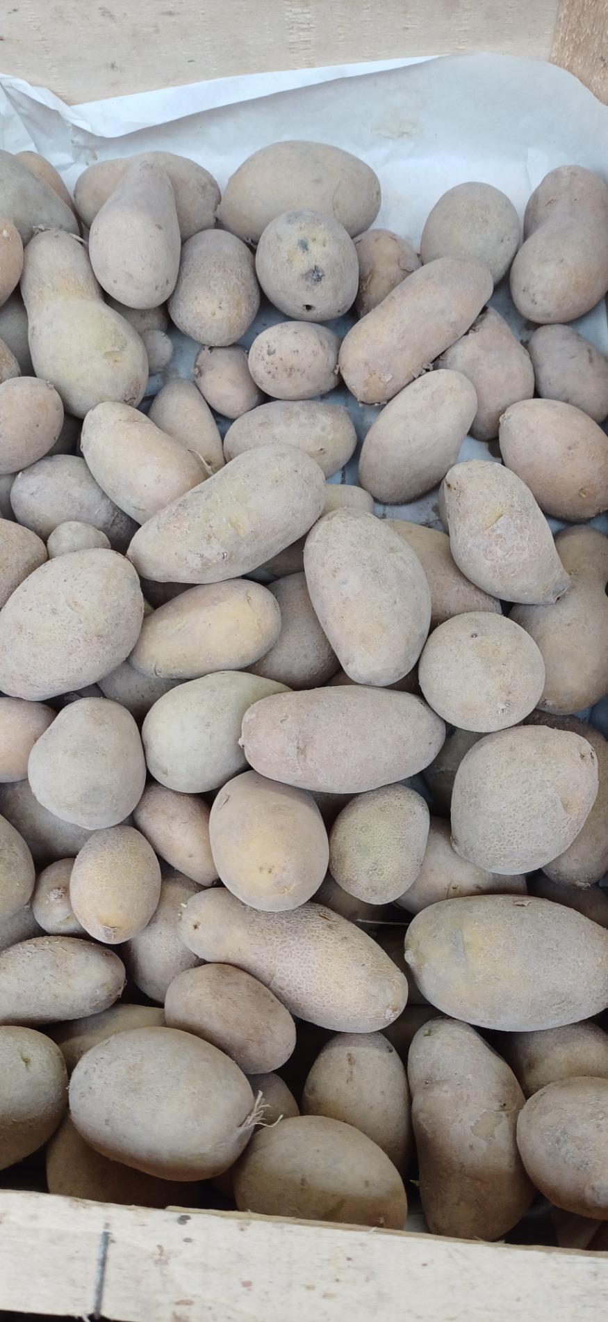 Citrouille et l&eacute;gumes frais