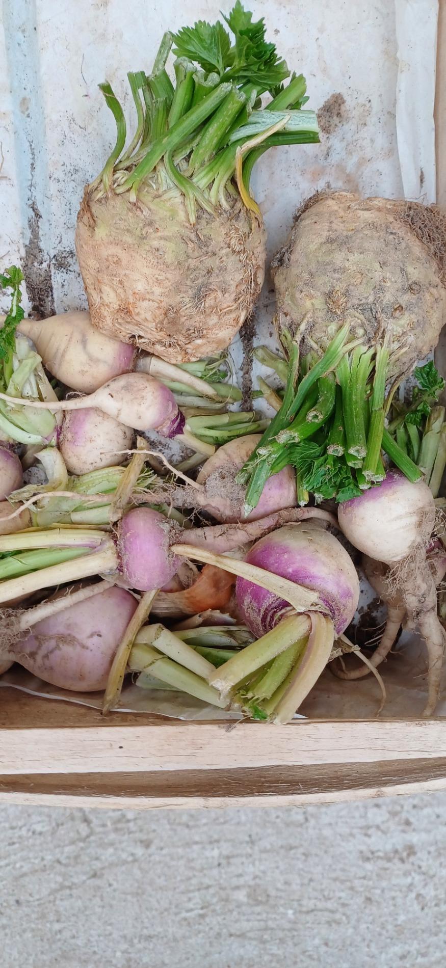 Citrouille et l&eacute;gumes frais