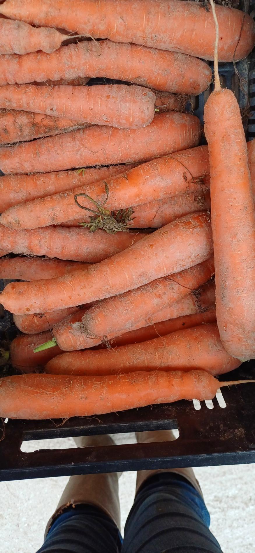 Citrouille et l&eacute;gumes frais