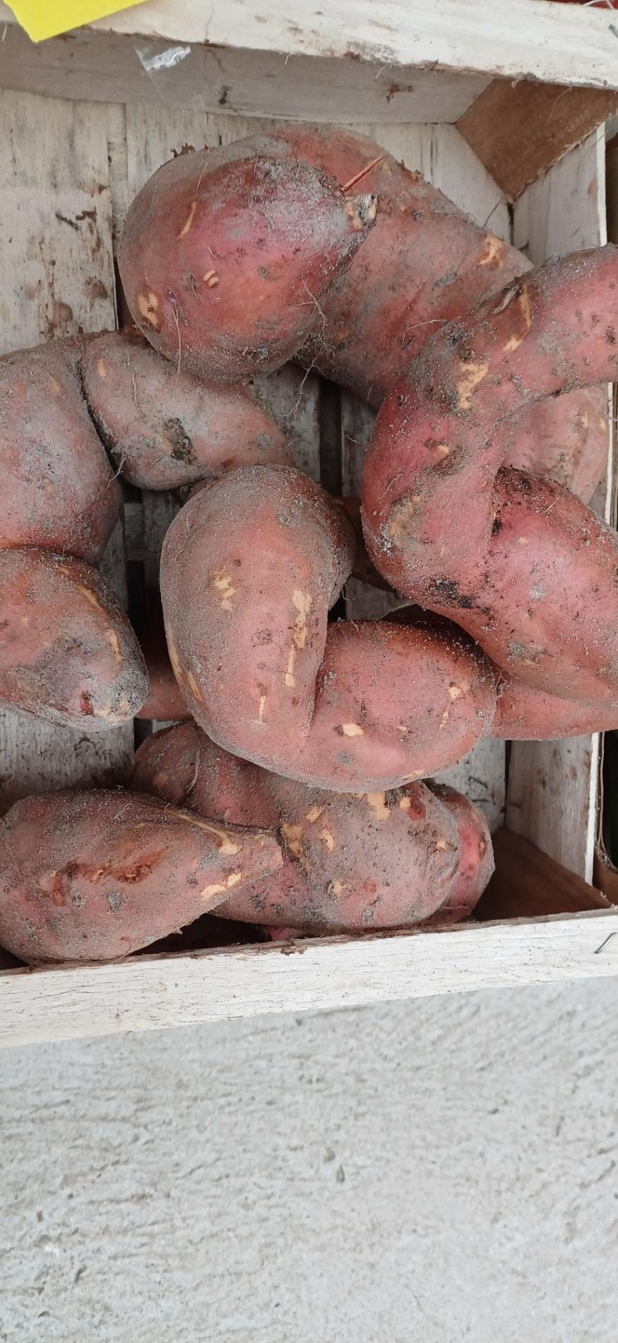 Citrouille et l&eacute;gumes frais