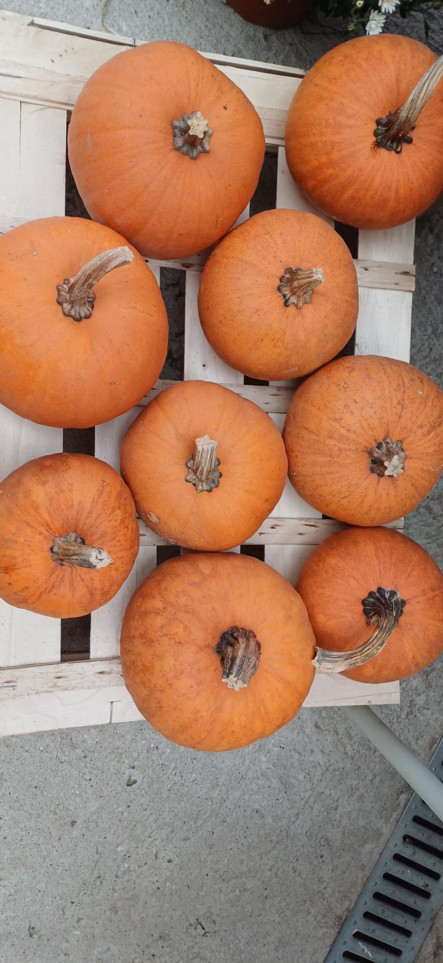 Citrouille et l&eacute;gumes frais