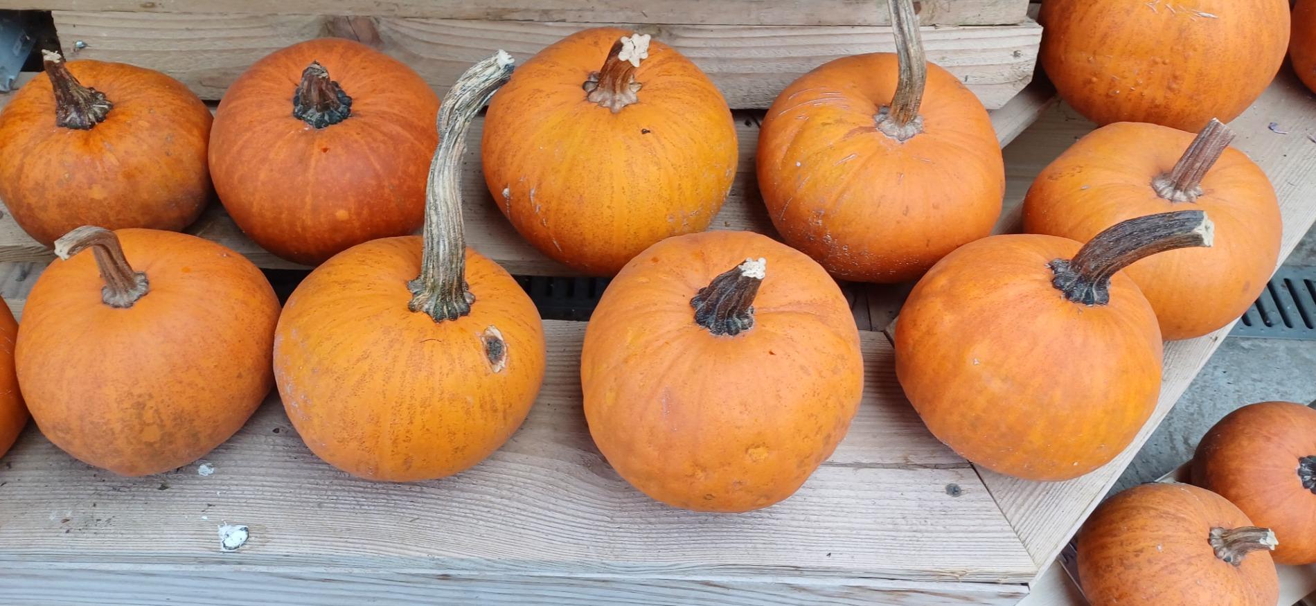 Citrouille et l&eacute;gumes frais