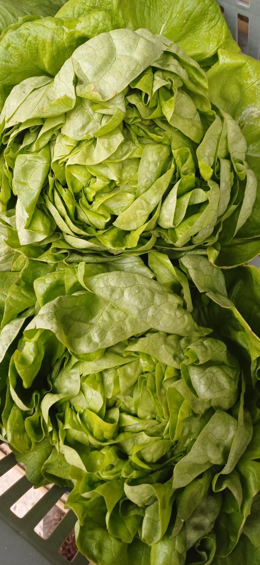 Radis, salades vertes