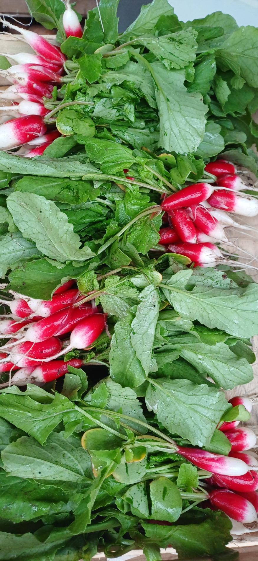 Radis, salades vertes