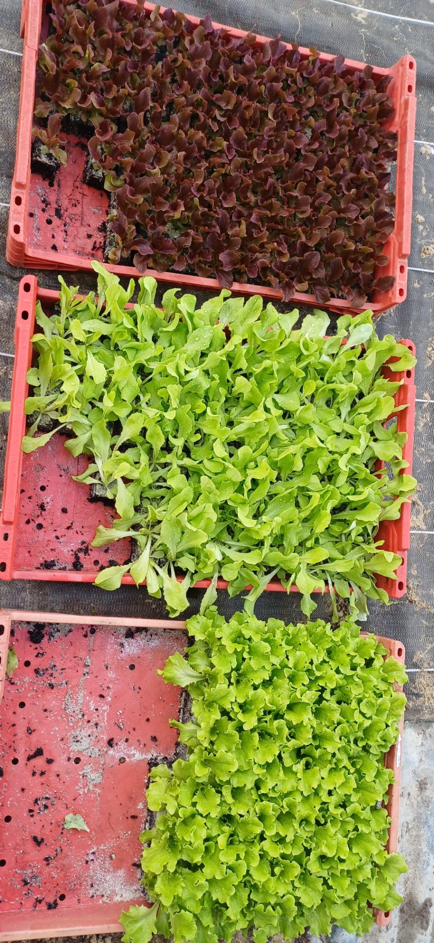 Radis, salades vertes