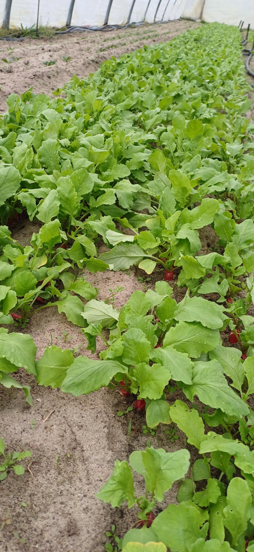 Radis, salades vertes