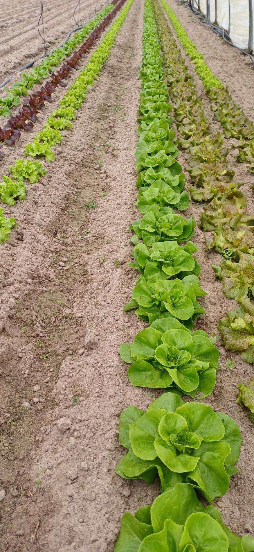 Radis, salades vertes