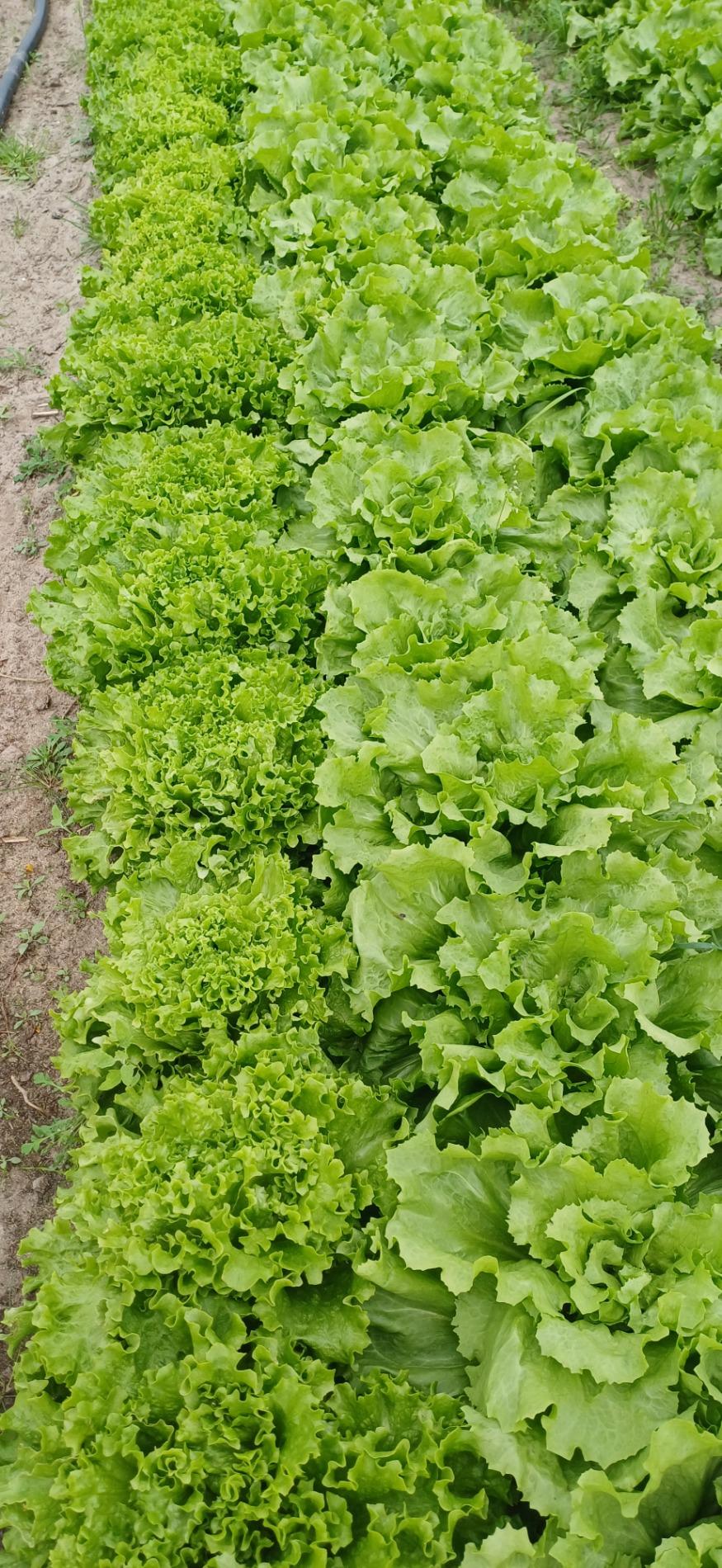 Radis, salades vertes