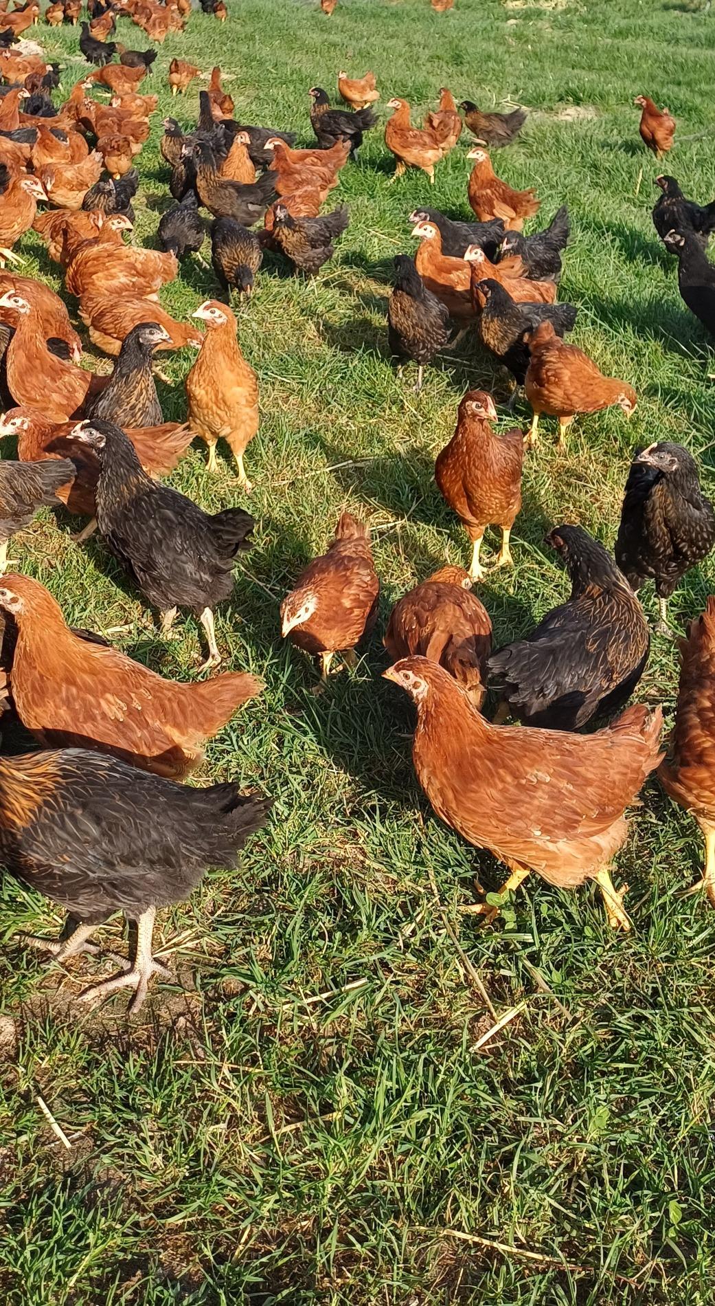 poules pondeuses