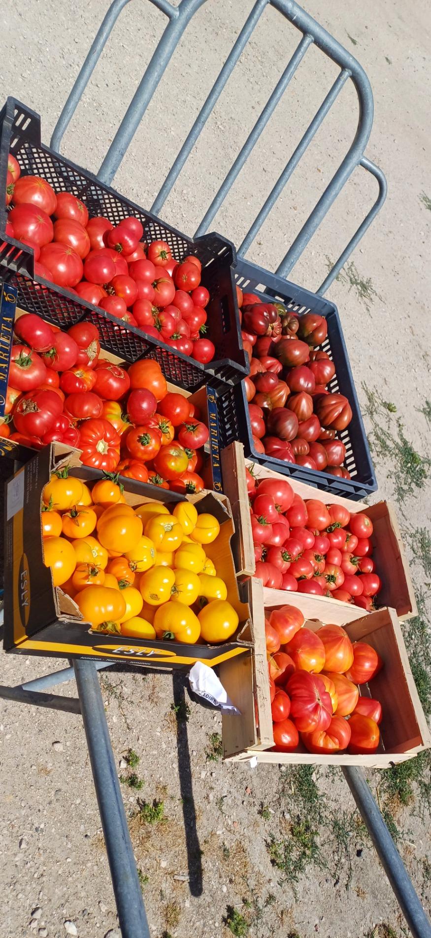 Tomates