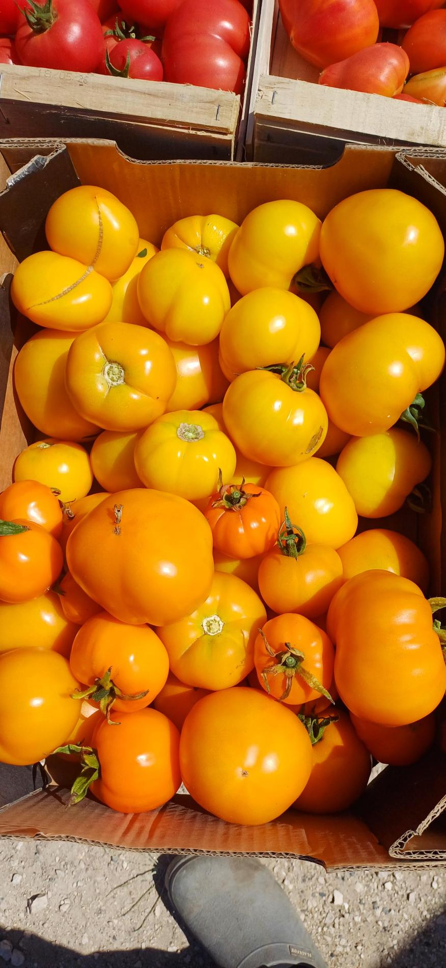 Tomates