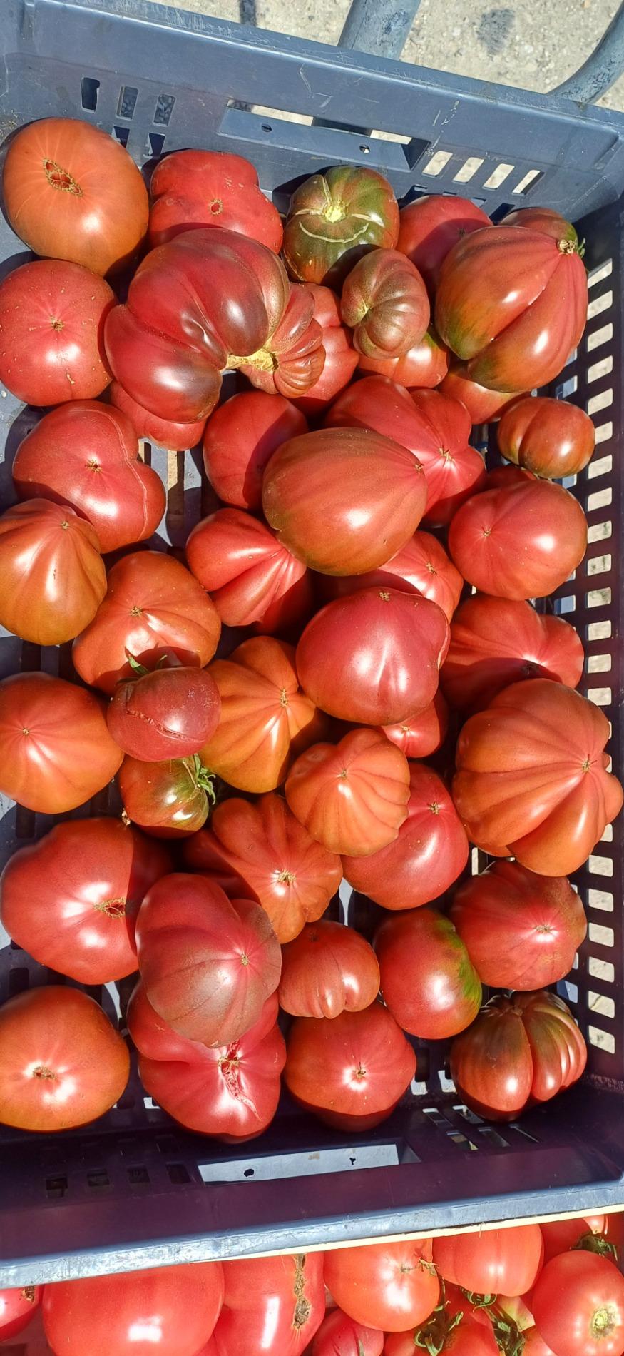 Tomates