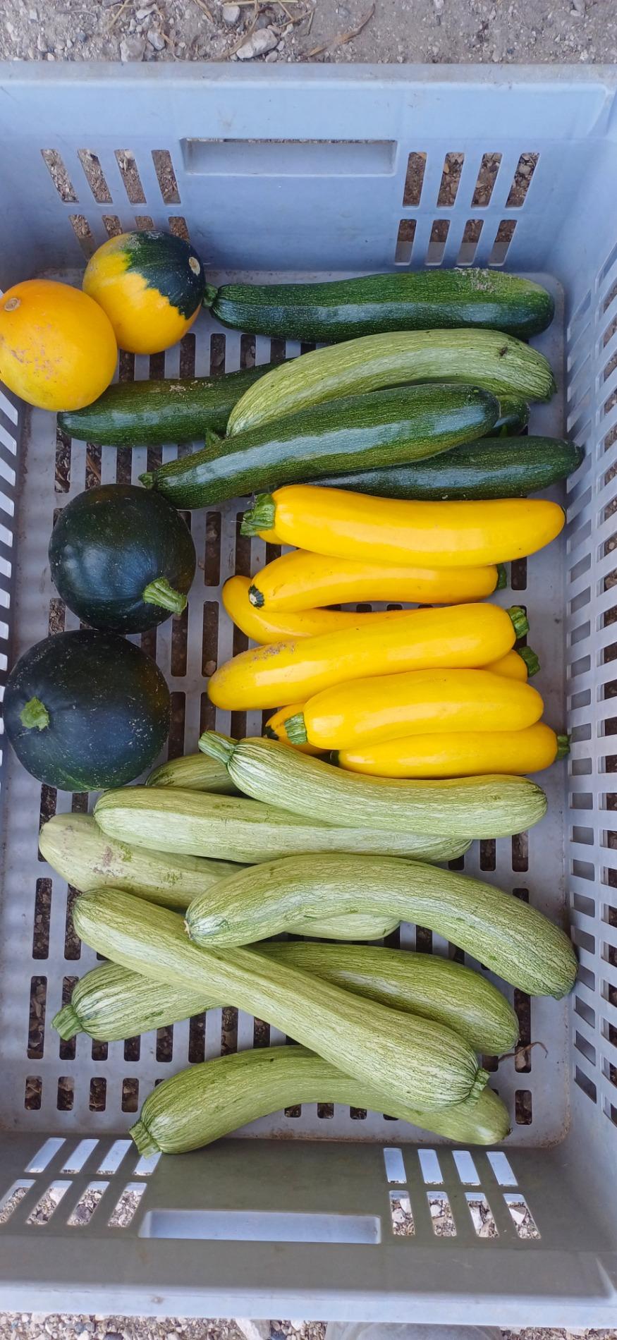 Tomates