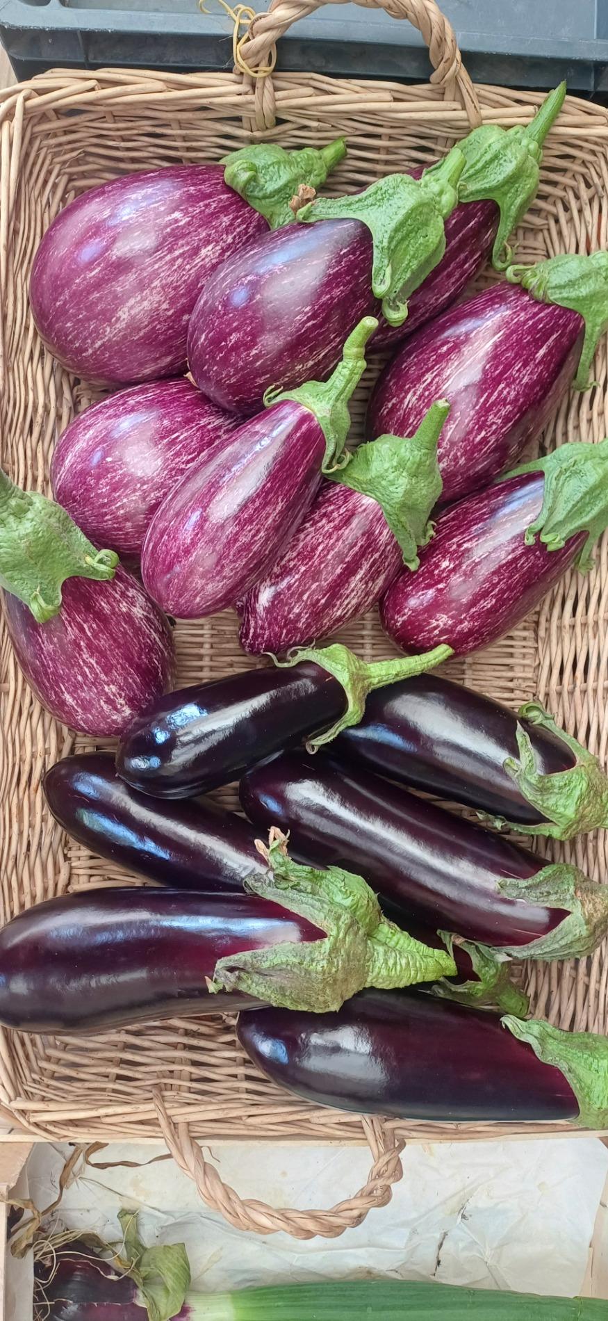 Aubergine