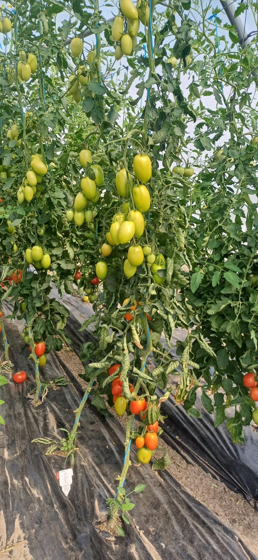Tomates
