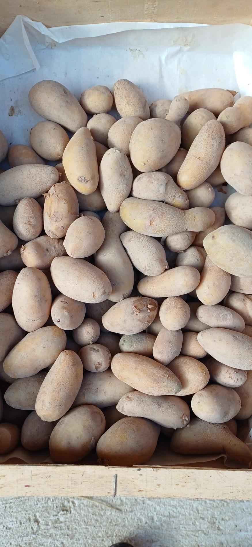 Legumes
