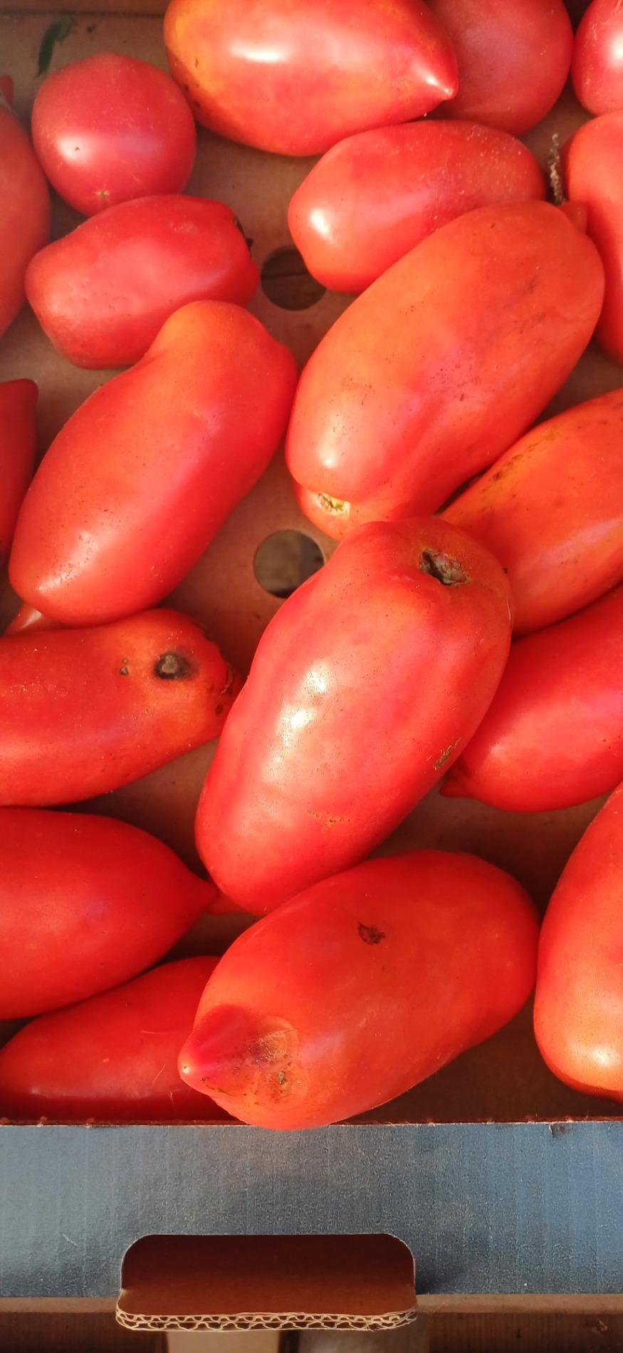 Tomates