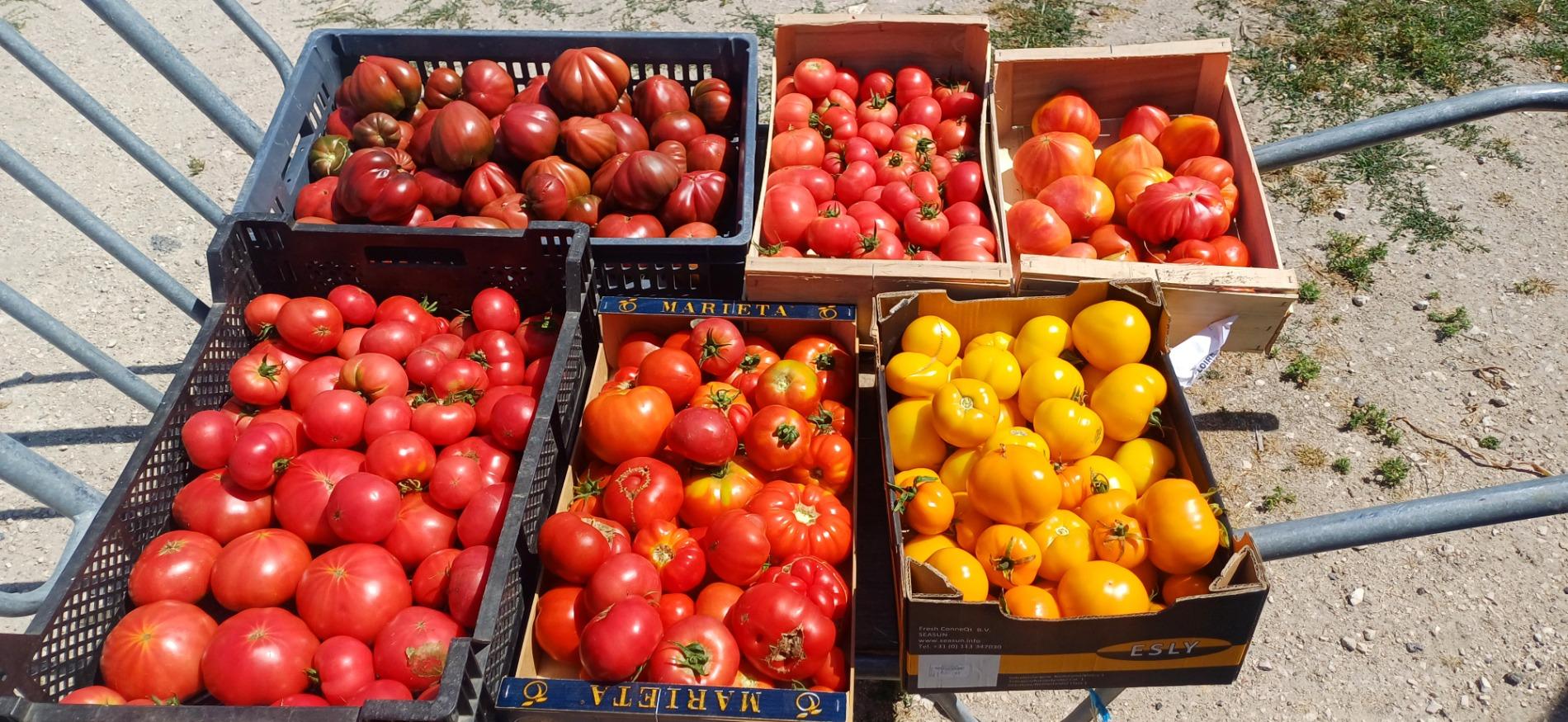 Tomates