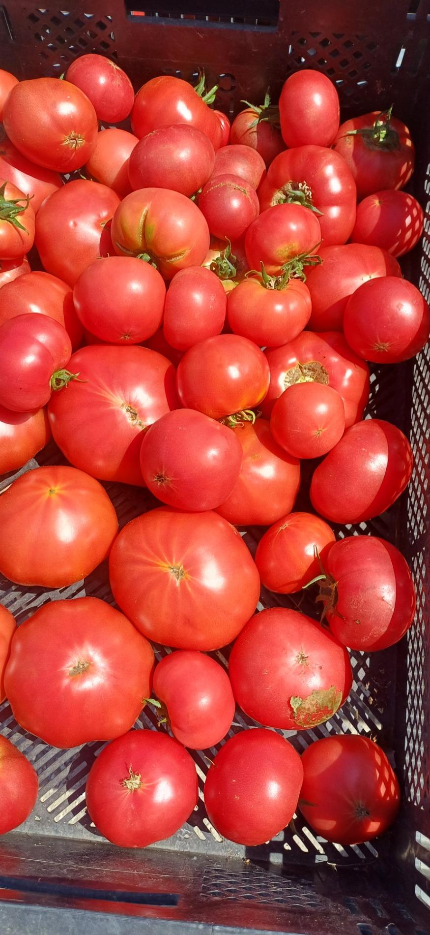 Tomates