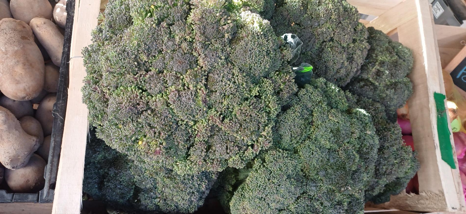 Choux brocolis
