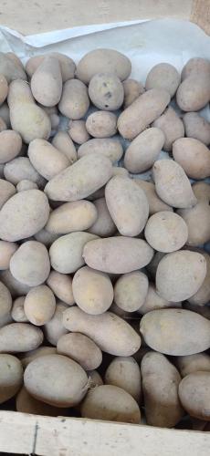 Pomme de terre vrac