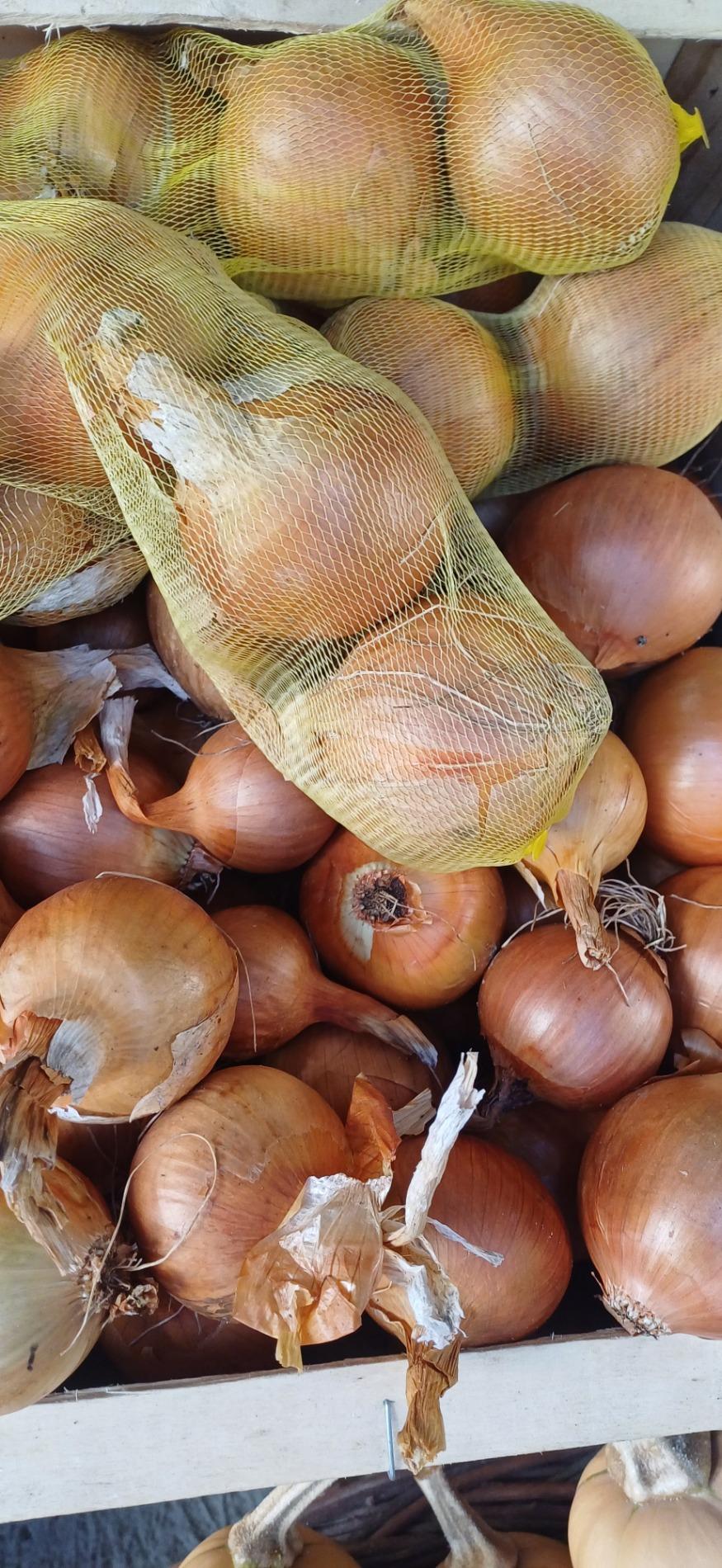 Oignons jaune ou rouge